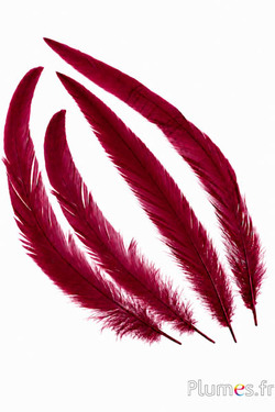 Haan - 20-25 cm - bordeaux